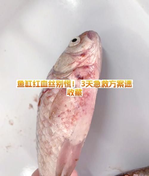 魚鰭根部充血如何治療，如何治療魚鰭根部充血
