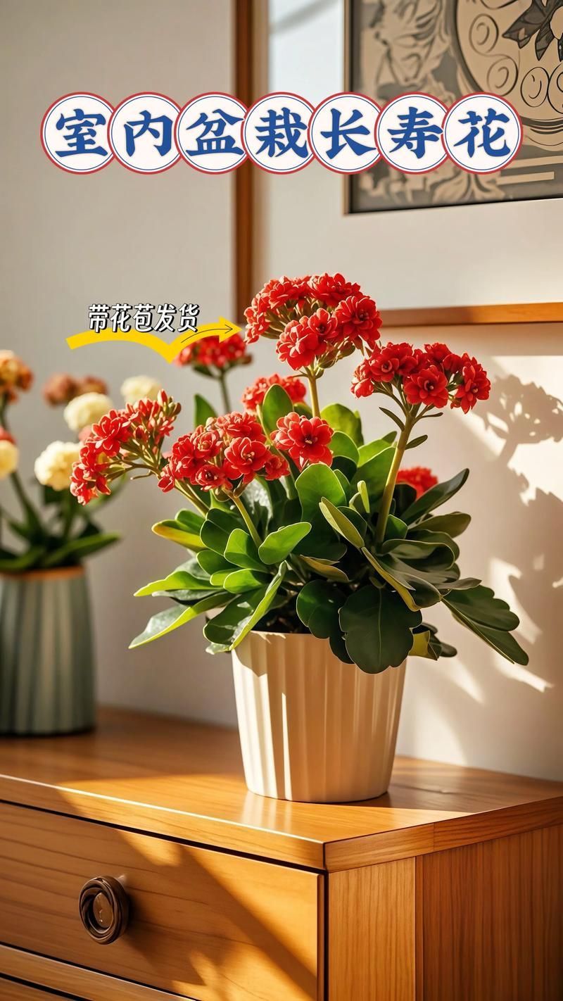 長壽花如何應對金龍魚的競爭？，家庭中長壽花與金龍魚魚缸共存環境中的“競爭”關系