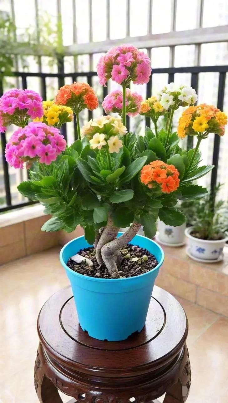 長壽花如何應對金龍魚的競爭？，家庭中長壽花與金龍魚魚缸共存環境中的“競爭”關系