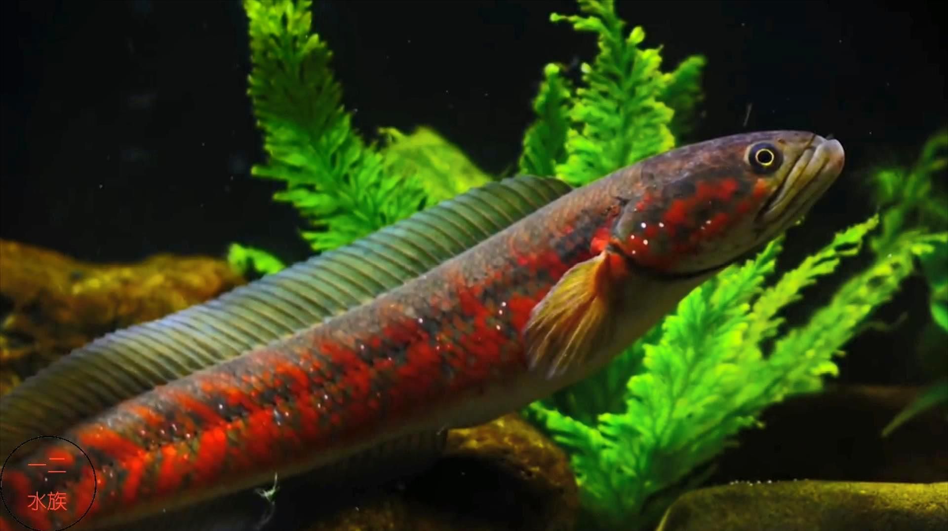 野生雷龍魚和養殖雷龍魚哪個更健康，野生雷龍魚和養殖雷龍魚哪個更健康，野生雷龍魚哪個更健康