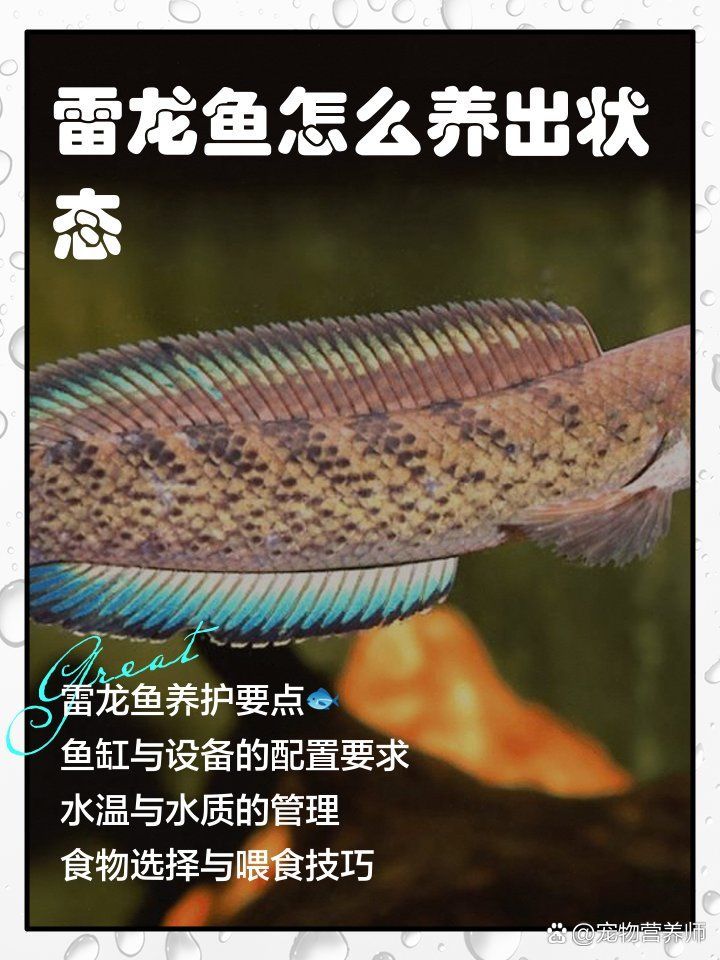 野生雷龍魚和養殖雷龍魚哪個更健康，野生雷龍魚和養殖雷龍魚哪個更健康，野生雷龍魚哪個更健康