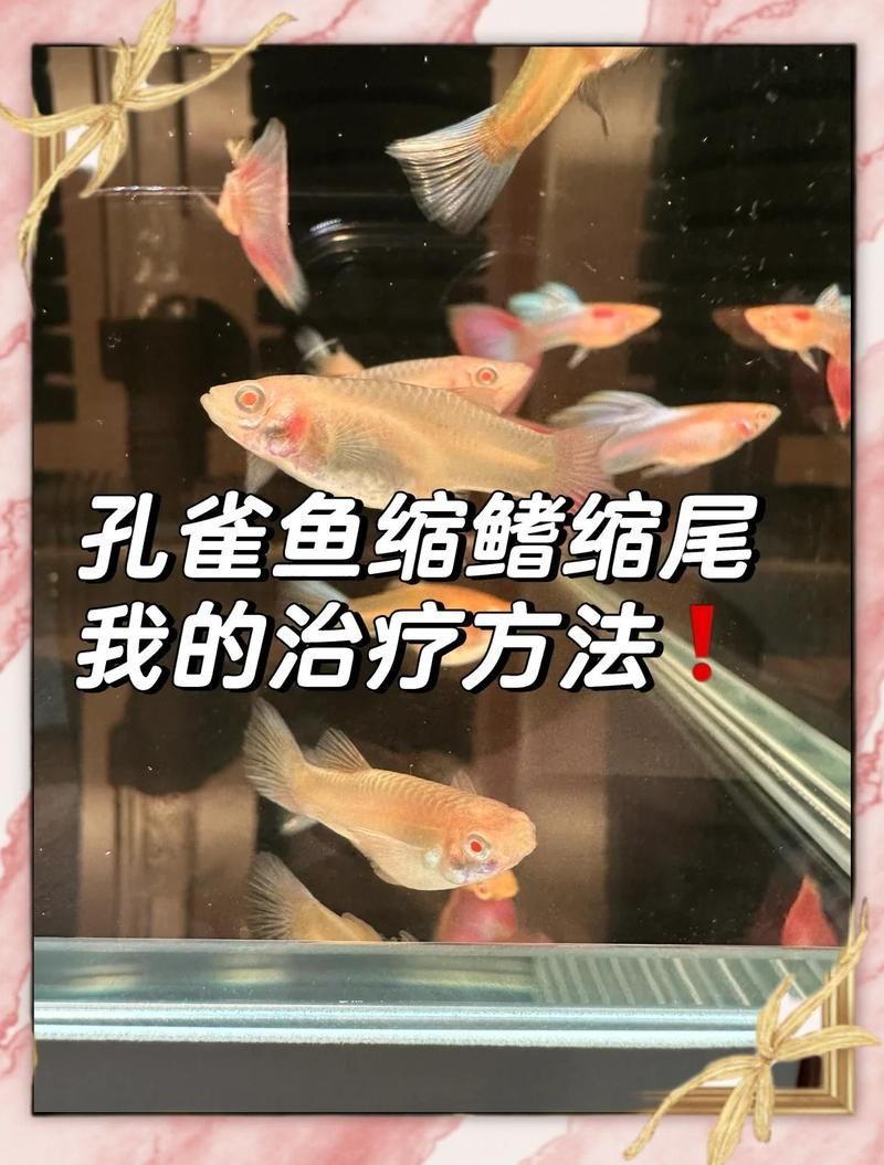魚爛鰭爛尾后多久會康復(fù)