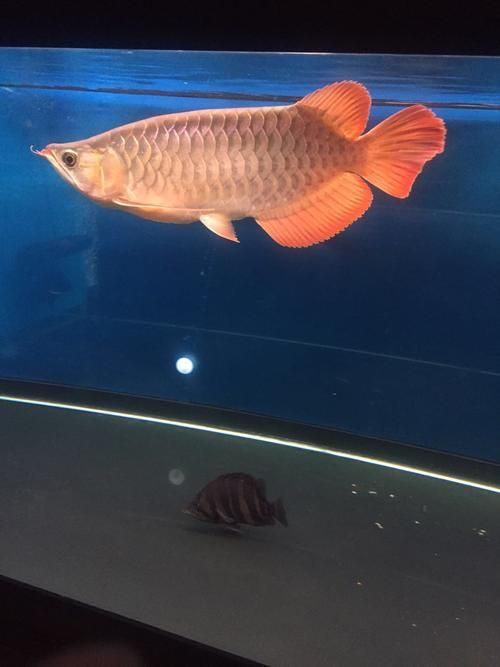 泗水超血王漁場(chǎng)有哪些冠軍魚(yú)，泗水超血王漁場(chǎng)有哪些冠軍魚(yú)泗水超血王漁場(chǎng)有哪些