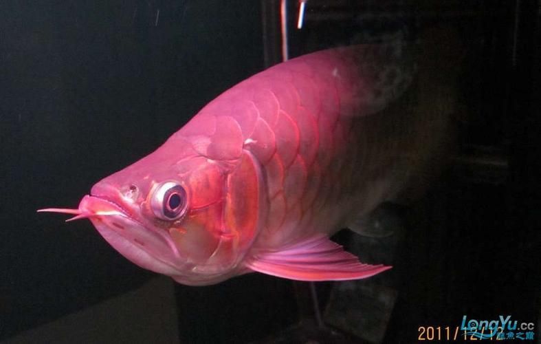 泗水超血王漁場(chǎng)有哪些冠軍魚(yú)，泗水超血王漁場(chǎng)有哪些冠軍魚(yú)泗水超血王漁場(chǎng)有哪些
