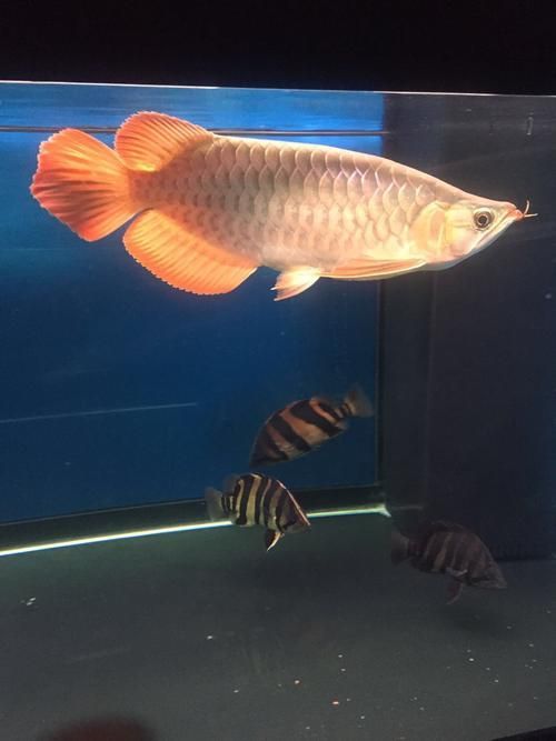 泗水超血王漁場(chǎng)有哪些冠軍魚(yú)，泗水超血王漁場(chǎng)有哪些冠軍魚(yú)泗水超血王漁場(chǎng)有哪些