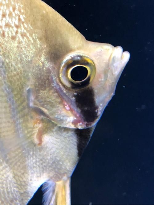 魚充血的5大癥狀，魚充血的五大典型癥狀