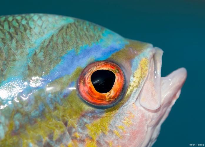 魚充血的5大癥狀，魚充血的五大典型癥狀