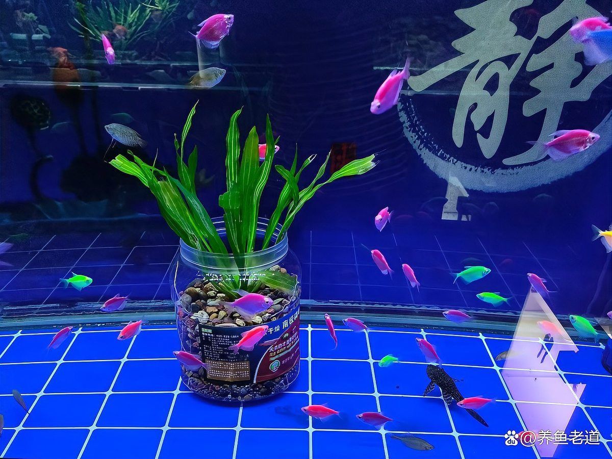 如何鑒別真假桐城龍魚？，如何鑒別桐城龍魚