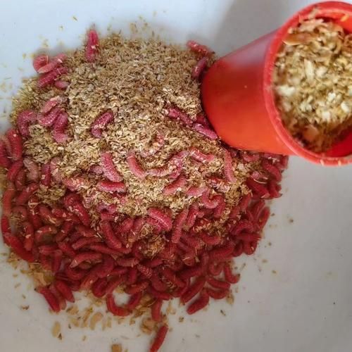 有哪些食物有助于龍魚尾巴恢復，龍魚尾巴恢復需要多久恢復龍魚尾巴恢復