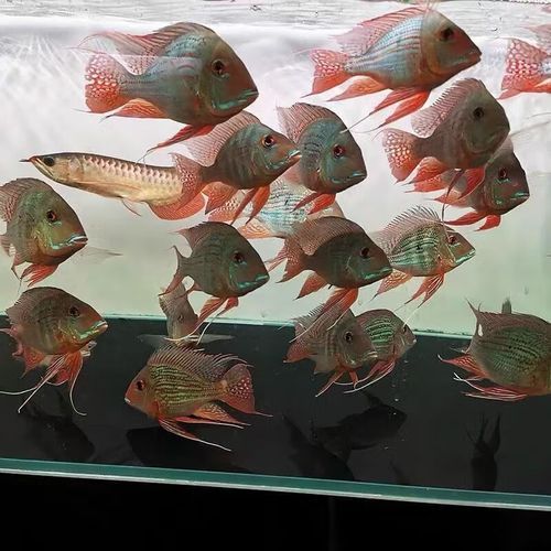 鳳凰金龍魚的市場價格是多少？，鳳凰金龍魚市場價格是多少鳳凰金龍魚市場價格是多少