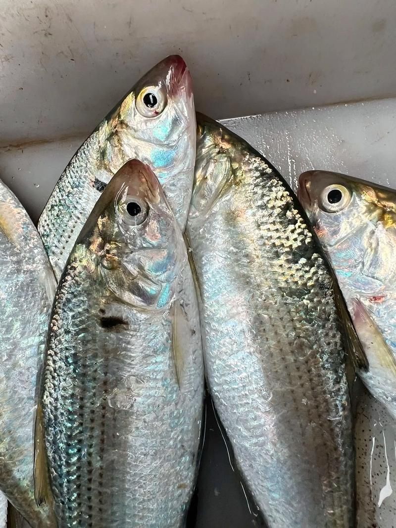 如何判斷拉倫魚的新鮮度，如何判斷拉倫魚新鮮度