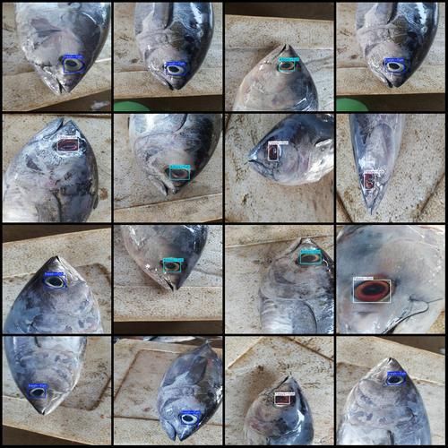 如何判斷拉倫魚的新鮮度，如何判斷拉倫魚新鮮度