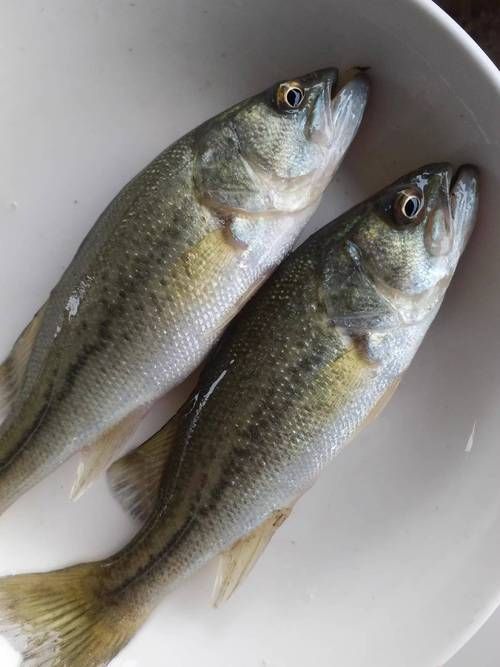 如何判斷拉倫魚的新鮮度，如何判斷拉倫魚新鮮度