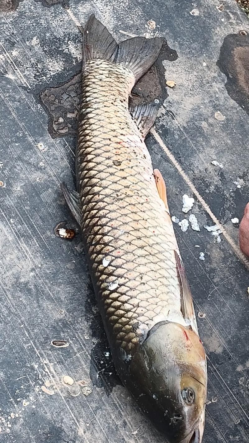 如何判斷拉倫魚的新鮮度，如何判斷拉倫魚新鮮度