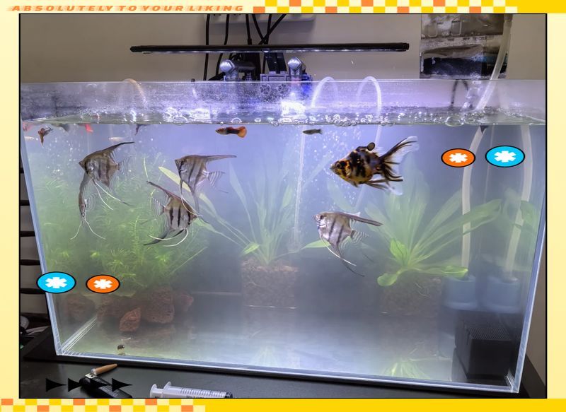 魚缸水發(fā)白后如何判斷是否恢復(fù)？，魚缸水發(fā)白后如何判斷是否恢復(fù)