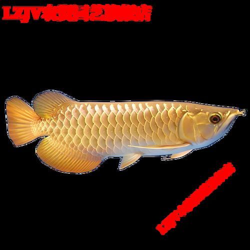 高背紅尾金龍魚的價(jià)格是多少？，高背紅尾金龍魚價(jià)格是多少高背紅尾金龍魚飼養(yǎng)指南