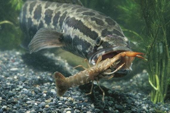 雷龍魚和黑魚的區別，嗶哩嗶哩，如何區分雷龍魚和黑魚？