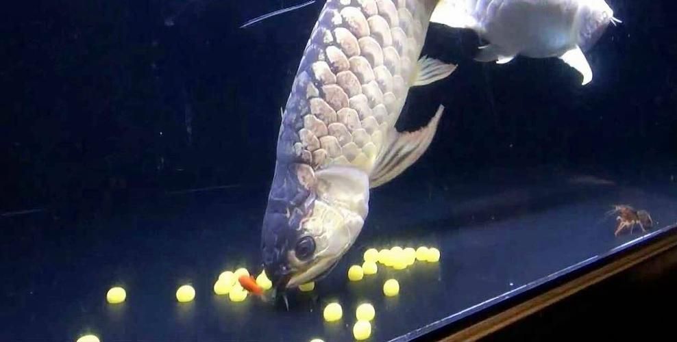 龍魚cpcp的關系發展如何？，龍魚cpcp的關系發展