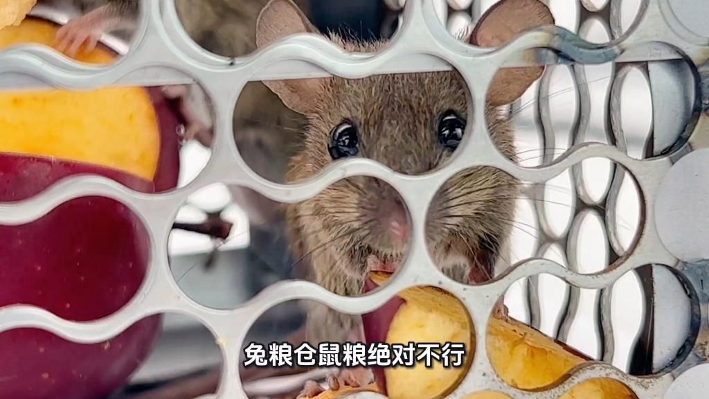 如何判斷龍貓是否適合我，判斷龍貓是否適合自己，養龍貓前先問問自己：它真的適合你嗎