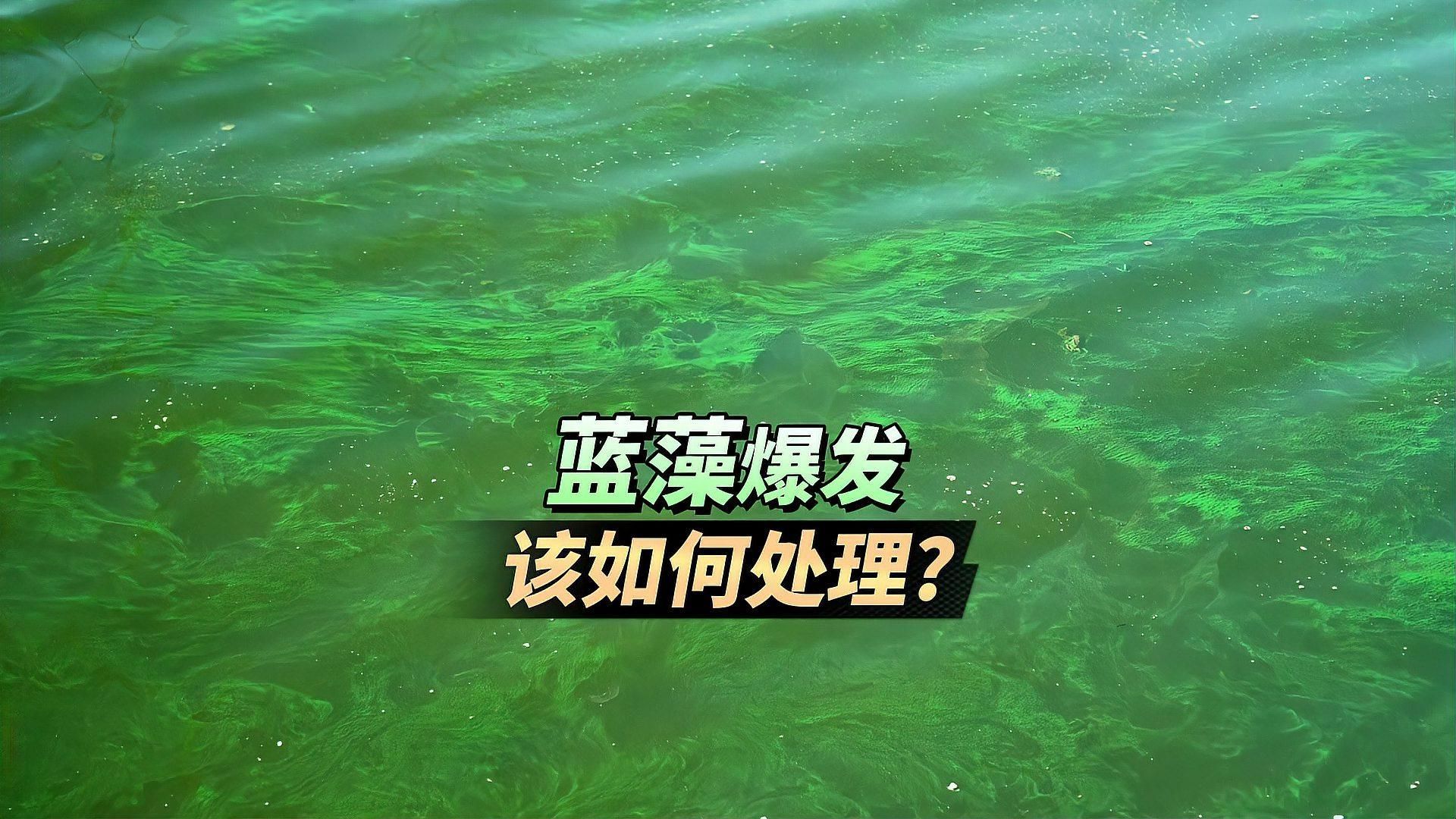 有哪些方法可以抑制藻類爆發，如何抑制藻類爆發