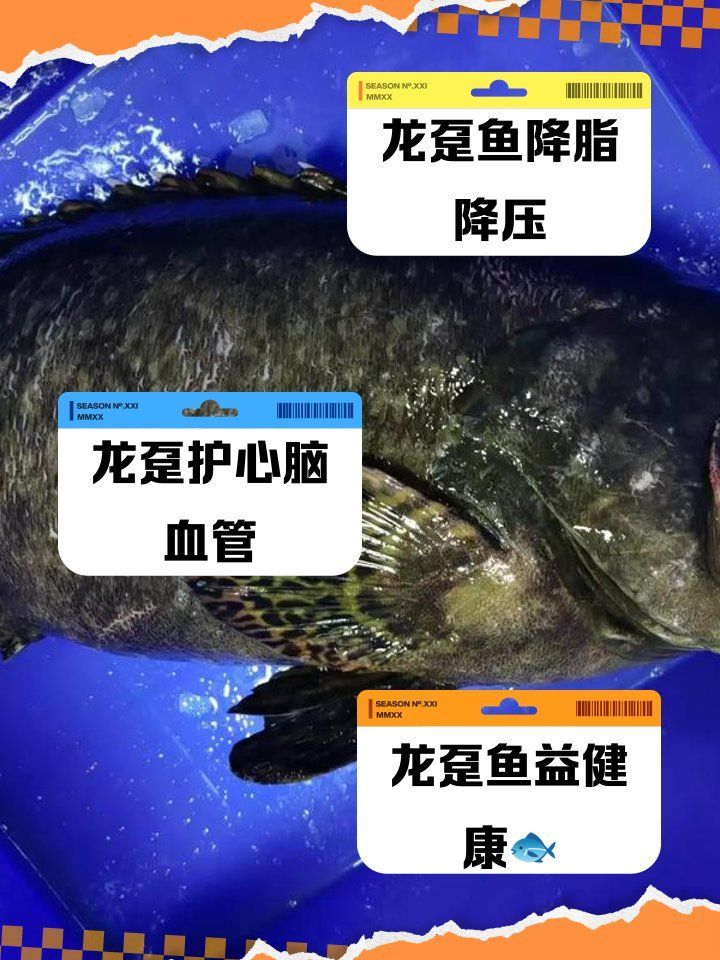 龍躉魚和石斑魚哪個更有營養，龍躉魚和石斑魚哪個更有營養龍躉魚和石斑魚哪個更受歡迎