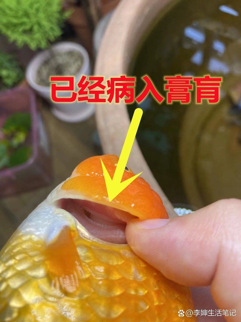 能否提供魚(yú)鰓病的詳細(xì)癥狀