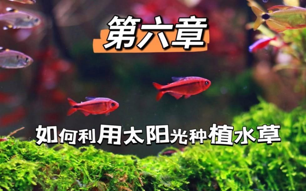 如何判斷魚缸是否需要開燈？