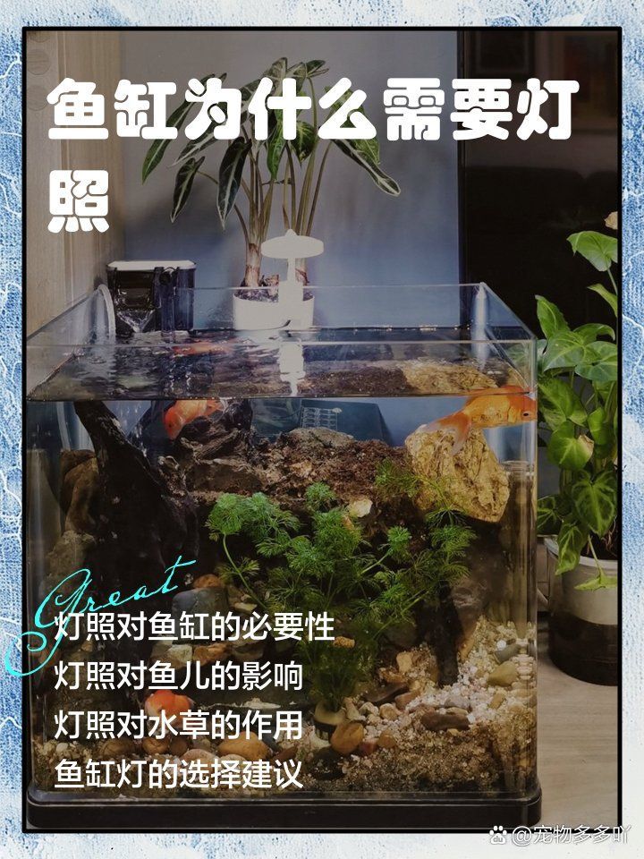 如何判斷魚缸是否需要開燈？