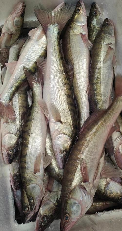 最貴龍魚，世界上最貴的龍魚