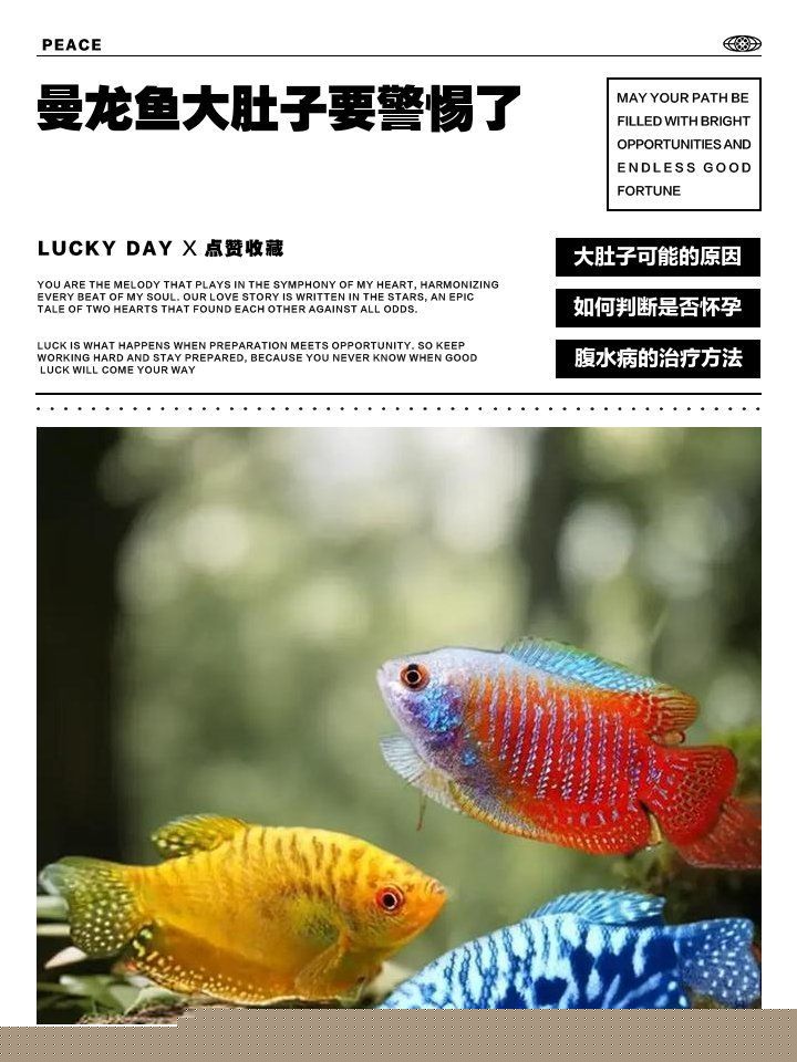 龍魚肚子鼓起來多久會恢復，龍魚肚子鼓起來會自行恢復嗎？