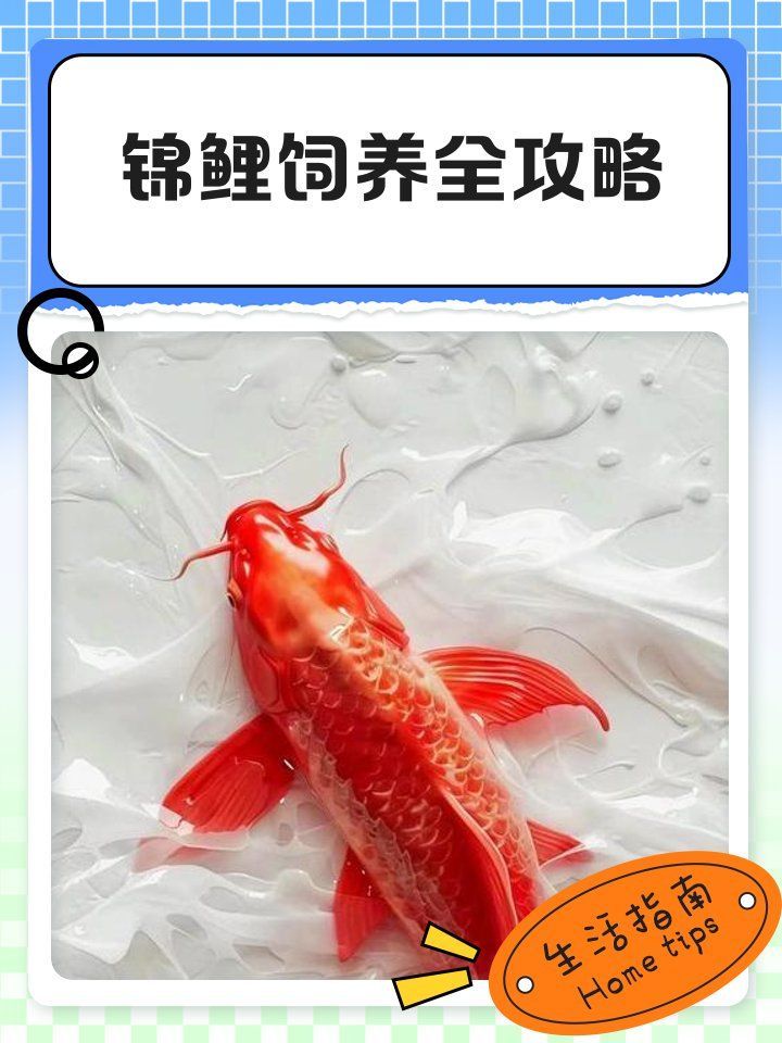 錦鯉多久換一次水，錦鯉多久換一次水，