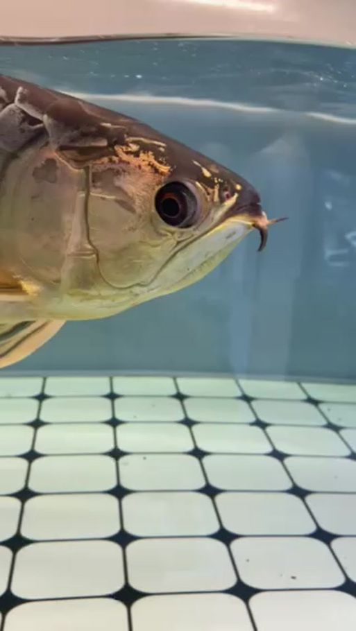如何辨別真假明溪龍魚？，如何辨別明溪龍魚