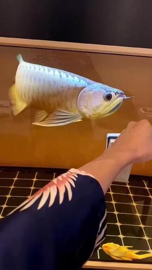 如何辨別真假明溪龍魚？，如何辨別明溪龍魚