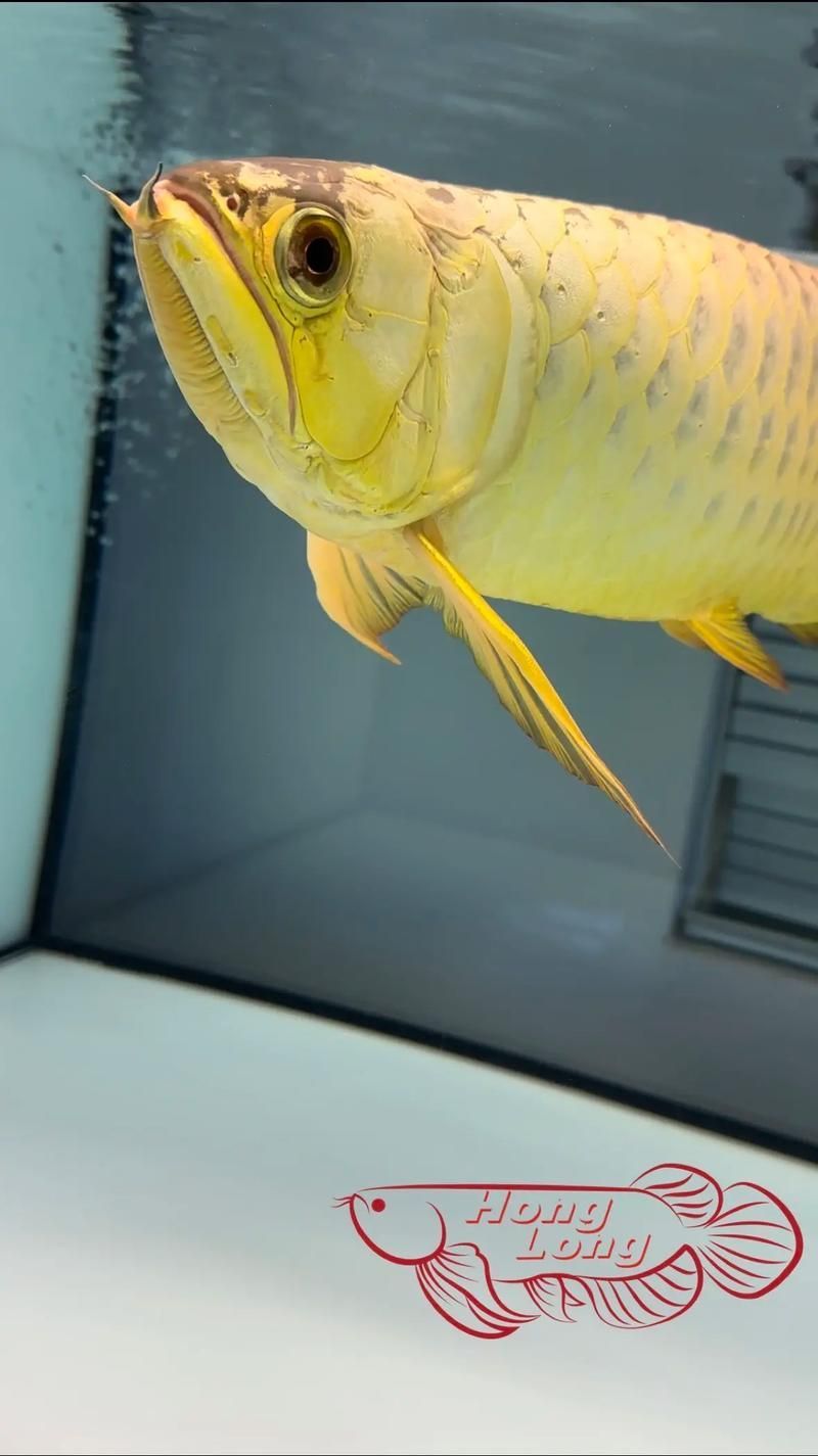 如何辨別真假明溪龍魚？，如何辨別明溪龍魚