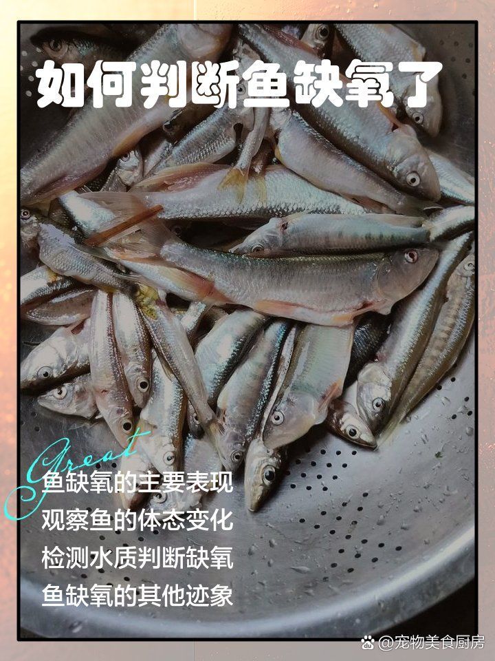 如何判斷風水魚是否缺氧，如何判斷風水魚是否缺氧，風水魚是否缺氧的科學依據