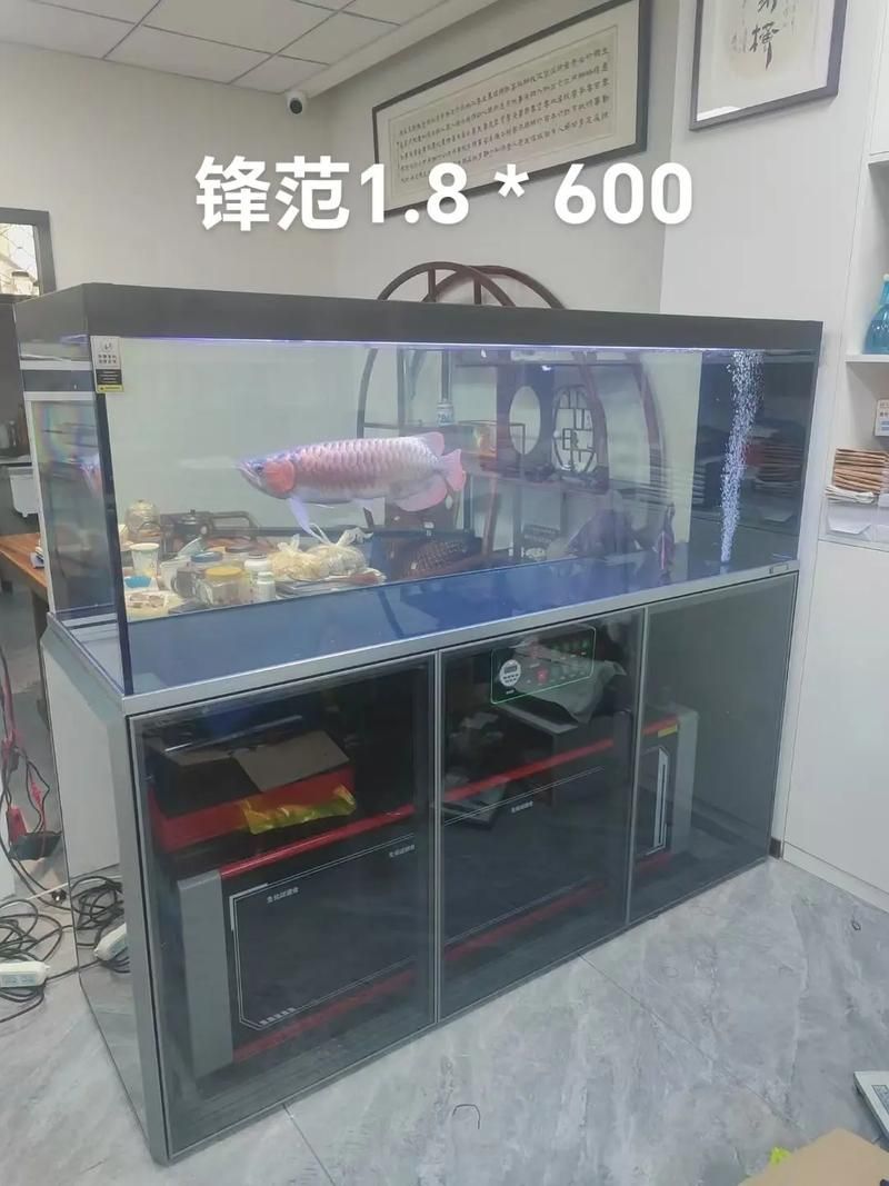 有沒有標準龍魚缸的實拍圖？，非洲象鼻魚的“標準”龍魚缸實拍圖，龍魚缸選購清單