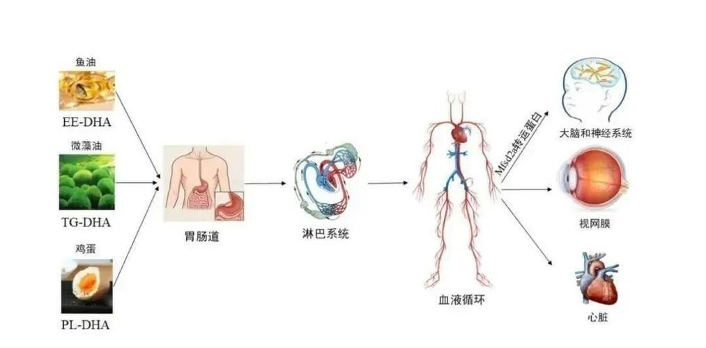 如何判斷自己是否適合吃金龍魚油？，如何判斷自己是否適合吃金龍魚油