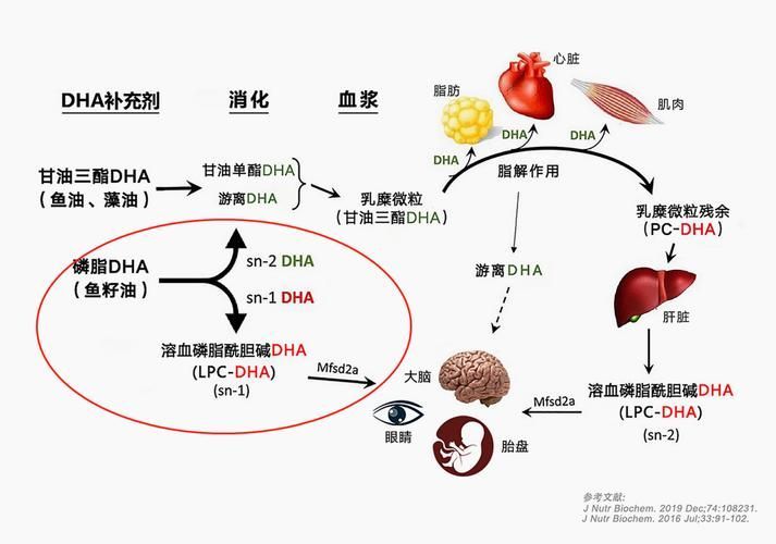 如何判斷自己是否適合吃金龍魚油？，如何判斷自己是否適合吃金龍魚油