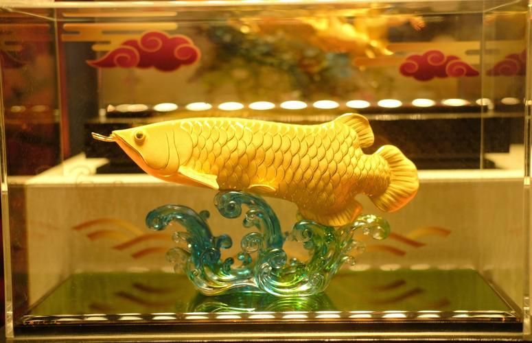 德魯斯龍魚的飼養難度如何？，如何判斷德魯斯龍魚？