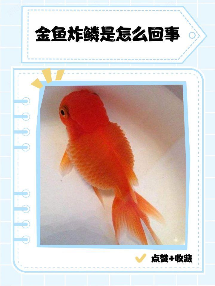 如何預防金魚感染立鱗病，金魚感染立鱗病是怎么回事金魚炸鱗是怎么回事