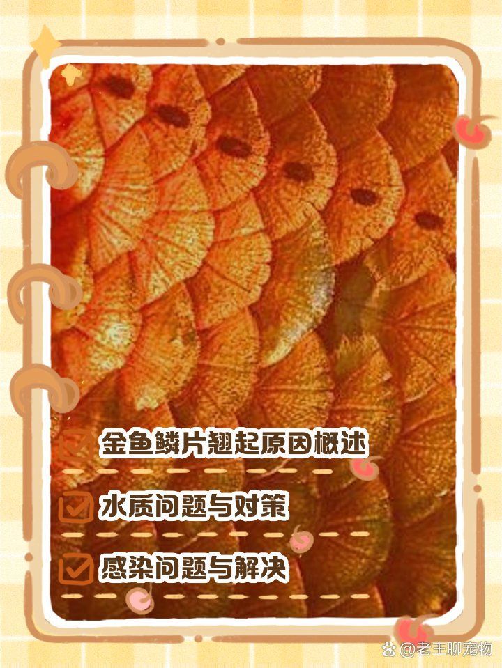 如何預防金魚感染立鱗病，金魚感染立鱗病是怎么回事金魚炸鱗是怎么回事