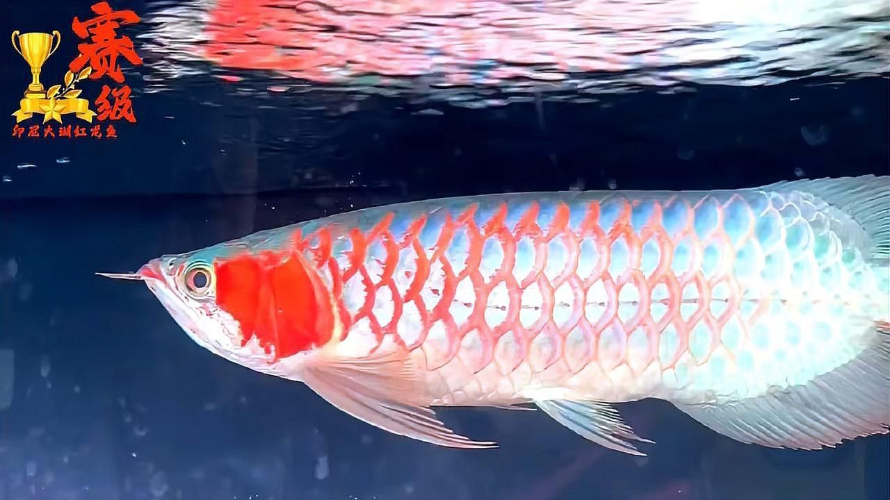 賽級紅龍魚有哪些著名品種？，賽級紅龍魚有哪些著名的品種賽級紅龍魚有哪些著名品種