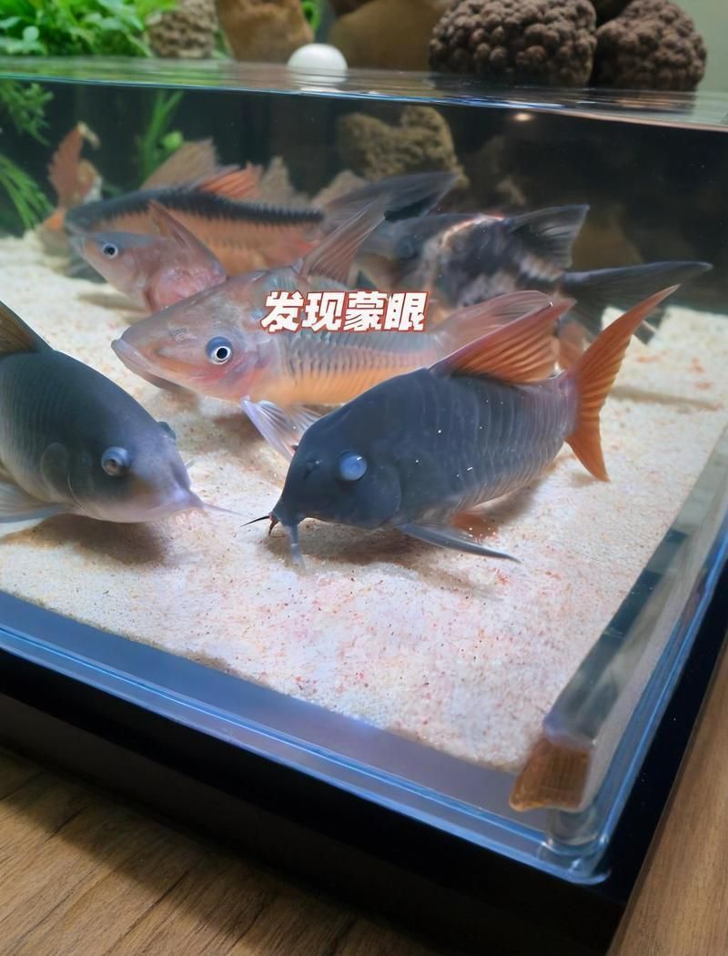 如何判斷紅龍魚是否感染立鱗病或蒙眼病，如何判斷紅龍魚是否感染立鱗病