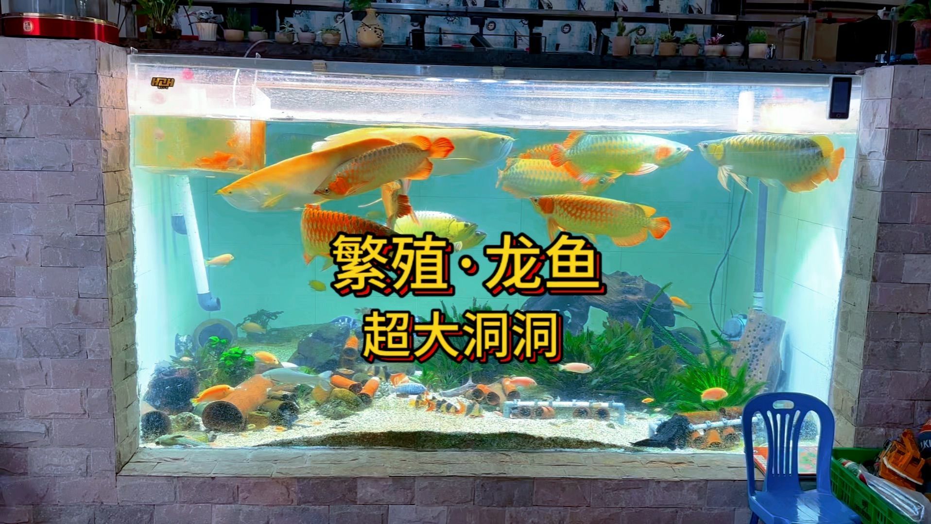 老孫還有哪些其他養龍魚視頻？