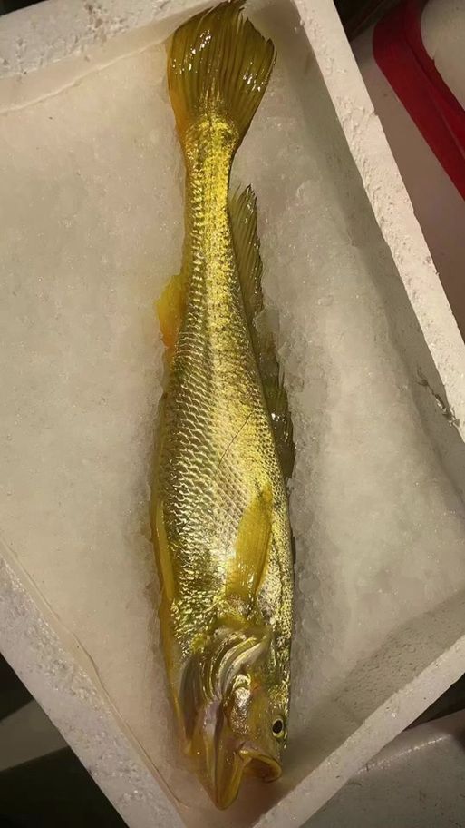 三都龍魚和三通魚的價格走勢如何，三都龍魚與“三通魚”的價格走勢分析