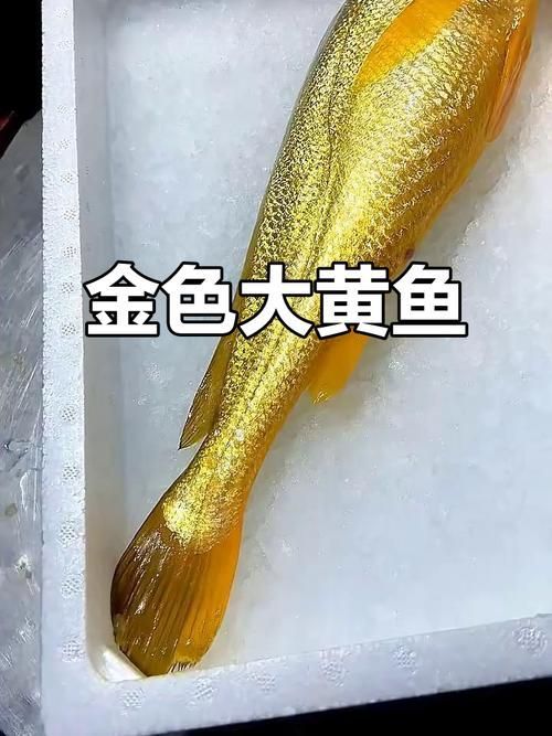 三都龍魚和三通魚的價格走勢如何，三都龍魚與“三通魚”的價格走勢分析