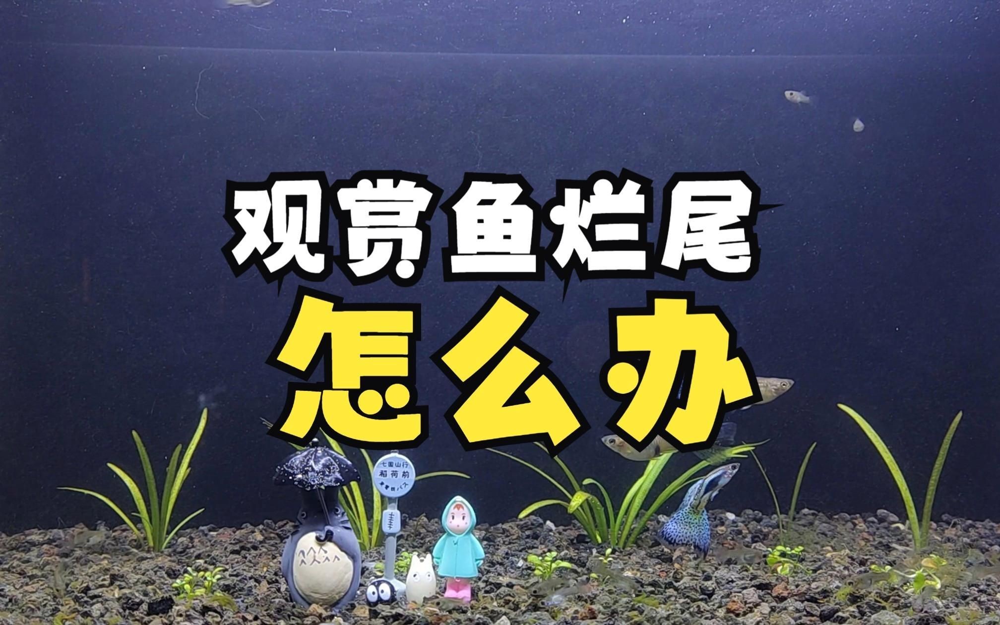 魚爛尾最快治療方法，如何判斷魚爛尾的嚴重程度