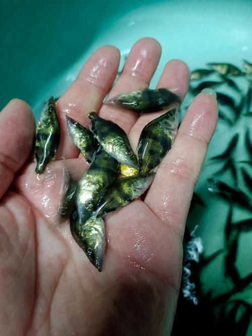 桂魚苗的批發價格是多少，桂花魚苗批發價格全解析