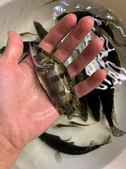 桂魚苗的批發價格是多少，桂花魚苗批發價格全解析