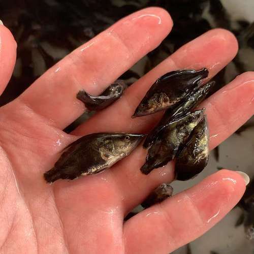 桂魚苗的批發價格是多少，桂花魚苗批發價格全解析